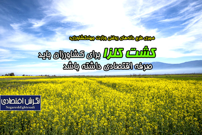کشت کلزا برای کشاورزان باید صرفه اقتصادی داشته باشد