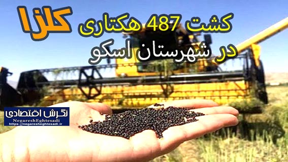 کشت ۴۸۷ هکتاری کلزا در شهرستان اسکو