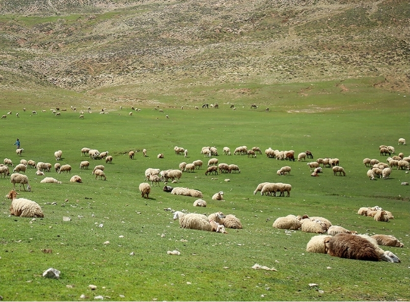 مدیرکل دفتر امور مراتع سازمان منابع طبیعی و آبخیزداری خبرداد: ۲ میلیون هکتار به طرح‌های مرتعداری کشور اضافه می شود