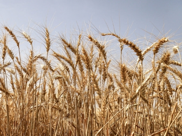 ۴.۵ میلیون تنی گندم از محل واردات برای جبران کسری و حفظ ذخایر