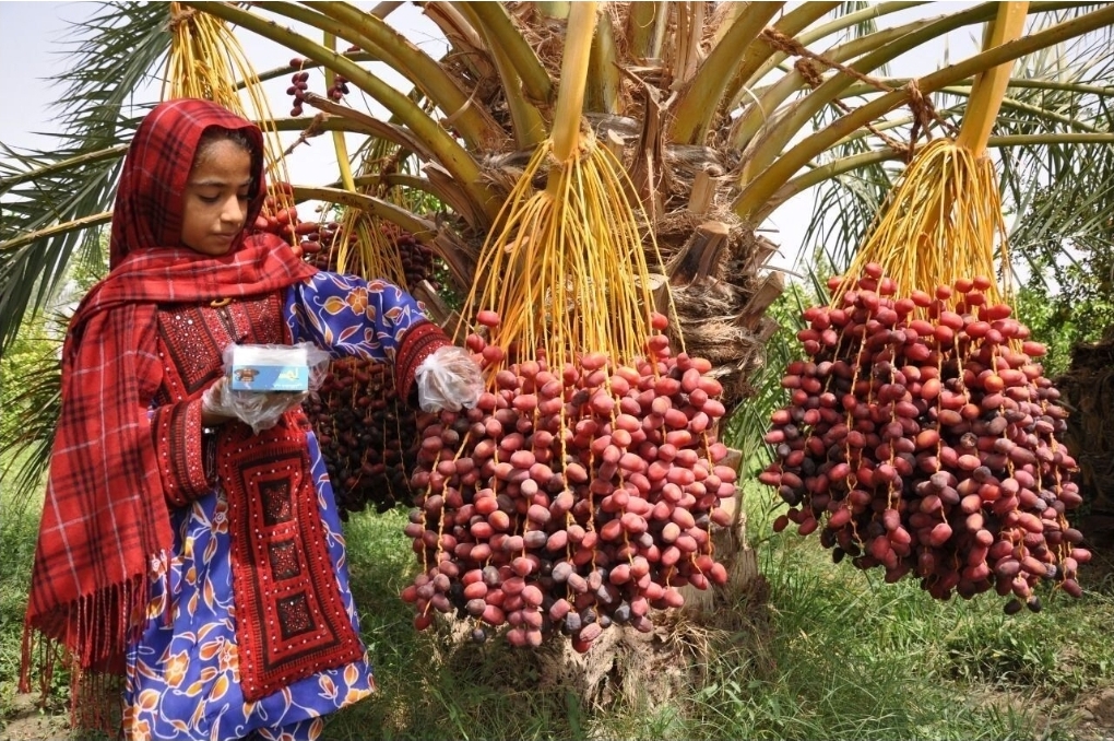 مدیرعامل سازمان مرکزی تعاون روستایی: پول خرما به طور مستقیم به حساب کشاورزان واریز می شود