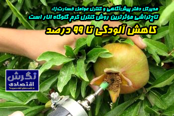 مدیرکل دفتر پیش‌آگاهی و کنترل عوامل خسارت‌زا: تاج‌تراشی مؤثرترین روش کنترل کرم گلوگاه انار است/ کاهش آلودگی تا ۹۹ درصد