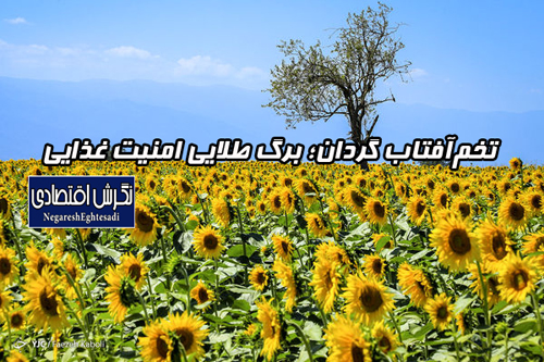 تخم‌آفتاب گردان؛ برگ طلایی امنیت غذایی