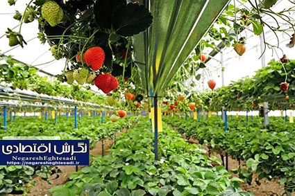 وزیر: تراز تجاری کشاورزی کشور سه میلیارد دلار رشد پیدا کرد