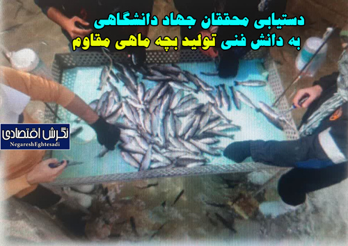 دستیابی محققان جهاد دانشگاهی به دانش فنی تولید بچه ماهی مقاوم