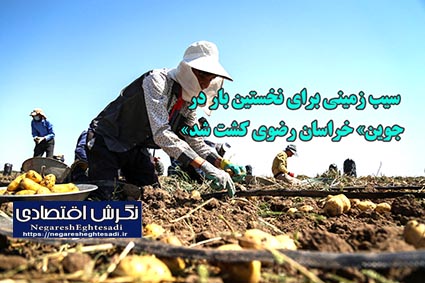 سیب زمینی برای نخستین بار در «جوین» خراسان رضوی کشت شد