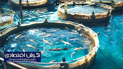 شگفتی‌سازی فناوری نانوحباب در مزارع پرورش ماهی