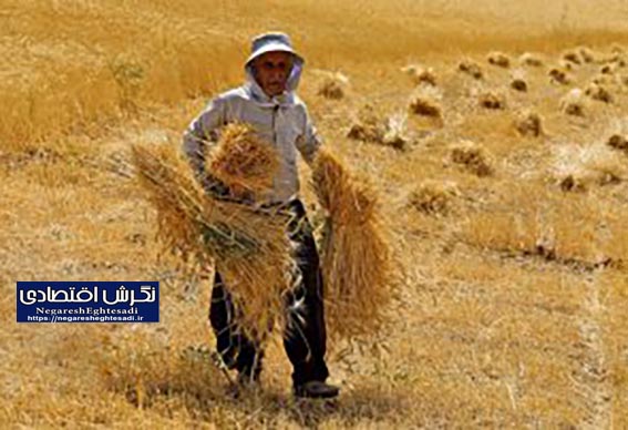 ۸۷ درصد مطالبات کشاورزان بابت خرید تضمینی گندم پرداخت شد