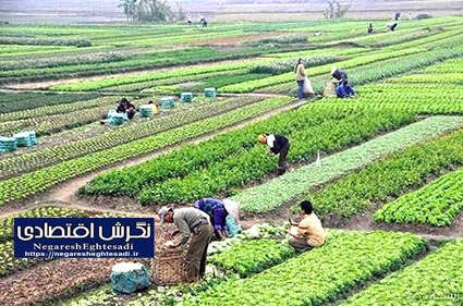تقویت «ارکان بهره‌وری» راهکار نجات تولید و تضمین امنیت غذایی است