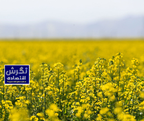 پرداخت ۹۷ درصد مطالبات کلزاکاران/ پیش بینی تولید ۴۰ هزار تن دانه سویا