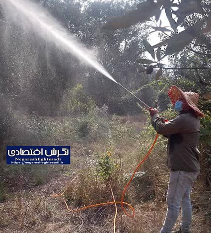 ۷۹۴۰ هکتار باغ زیتون رودبار زیر ذره‌بین مبارزه با مگس