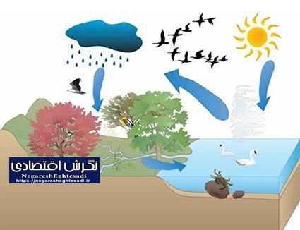 درختان فقط سایه و سرسبزی نمی‌آفرینند/ آن‌ها قلب تپنده چرخه آب هستند