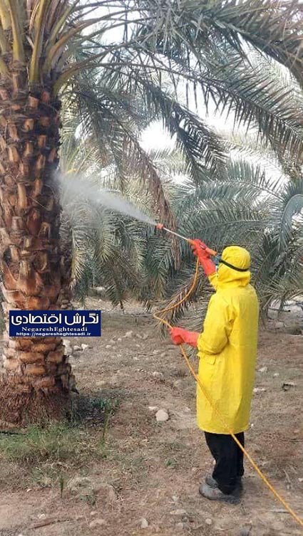 نبرد با آفات نخل/ از پایش علمی تا اجرای عملیاتی در ۱۱۴ هزار هکتار