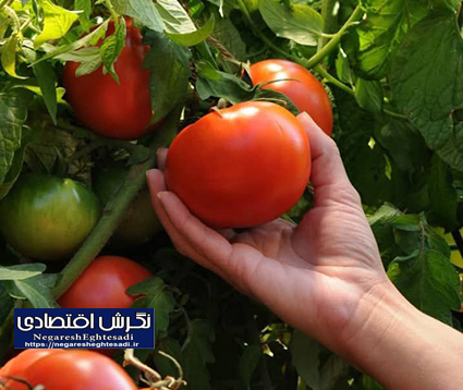 آغاز برداشت ۹۰ هزار تن گوجه فرنگی در فریمان، دومین قطب تولید استان