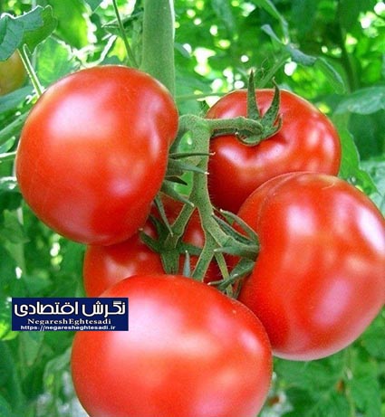 آغاز عملیات کارخانه فرآوری گوجه‌فرنگی در فیروزآباد کوثر؛ افزایش ۵ درصدی سطح زیرکشت
