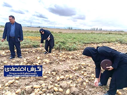 سیب‌زمینی، محصولی استراتژیک در امنیت غذایی با بهره‌گیری از فناوری‌های نوین