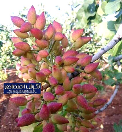 برداشت ۱۳۰۰۰ تن پسته در شهرستان زرندیه استان مرکزی