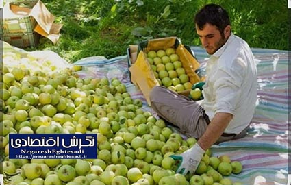 برداشت بیش از ۶۰۰۰۰ تن سیب درختی از باغات سیب استان