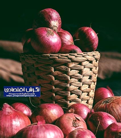 پیش‌بینی برداشت ۱۱ هزار تن پیاز از مزارع استان قزوین