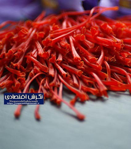 پایان کاشت طلای سرخ و آغاز برداشت گل های ارغوانی درشهرستان زاوه قطب تولید زعفران در کشور