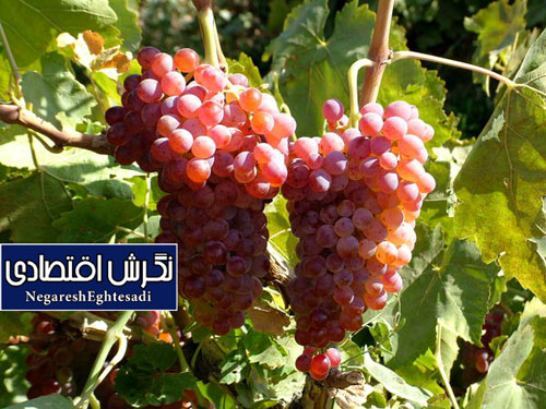 آغاز برداشت خوشه‌های طلایی انگور از باغات استان قزوین