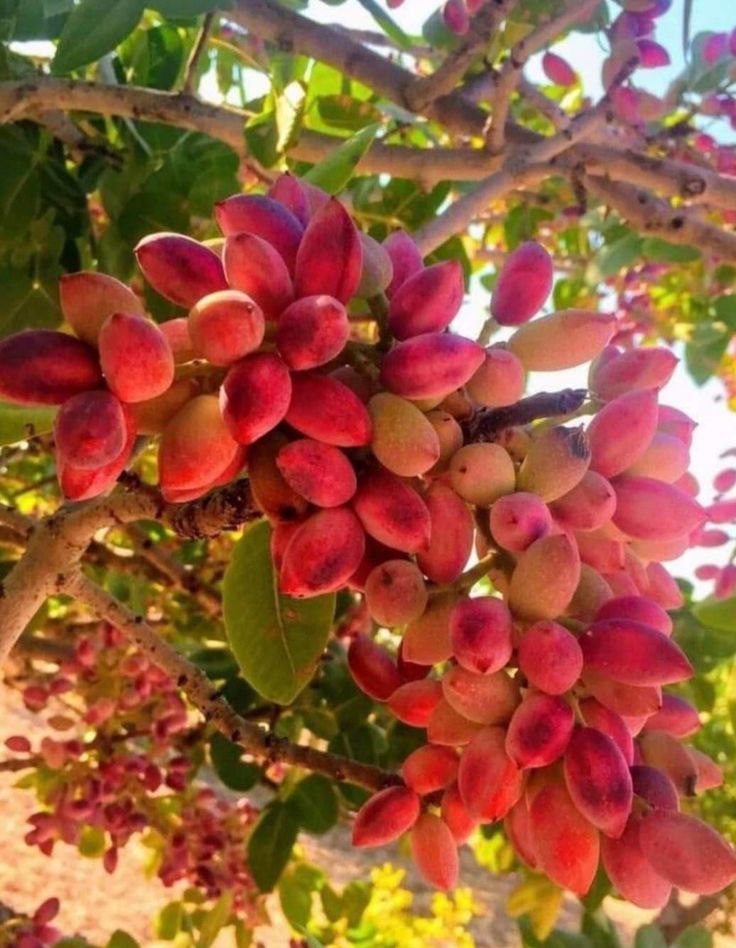 ✅زنجان، میزبان طلای سبز: ۴۳۳ هکتار از اراضی استان زیر کشت پسته