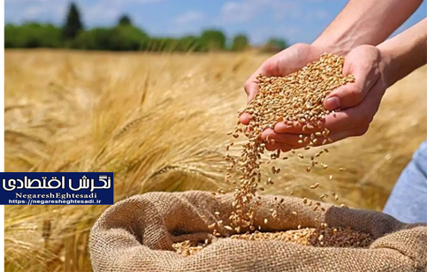 قیمت خرید تضمینی گندم هفته آینده تعیین می شود