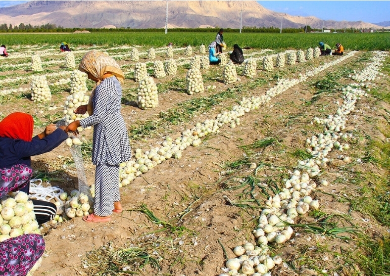 بیمه تامین اجتماعی رایگان برای ۳۷۱ هزار مادر روستایی دارای سه‌فرزند
