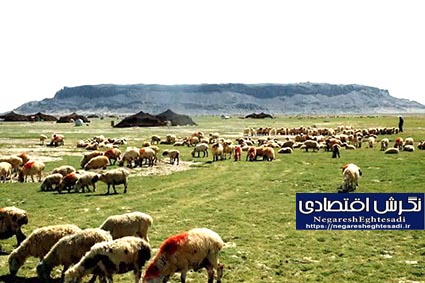 عشایر کلیبر نسبت به کوچ فوری و انتقال دام‌ها به مناطق امن اقدام کنند