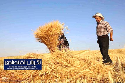 برداشت نخستین محصول گندم و نخود در پایگاه نوآوری طرح جهش تولید دیمزارهای اهر
