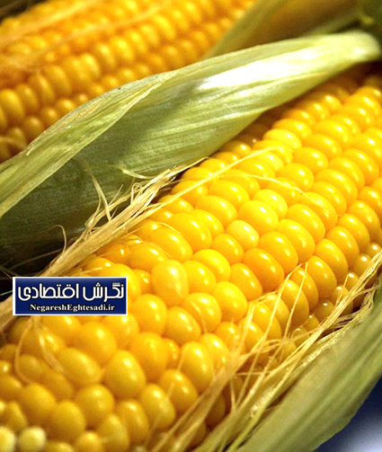 تغییر الگوی کشت ذرت در قزوین برای مقابله با کم‌آبی