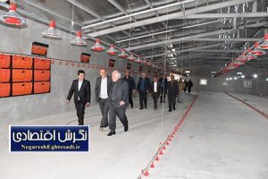 توسعه صنعت دام و طیور؛ رکن اساسی امنیت غذایی و اشتغال پایدار آذربایجان‌شرقی