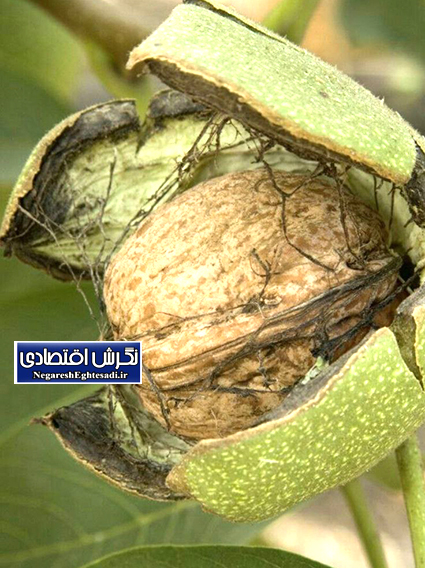 آغاز برداشت گردو از ۷ هزار هکتار باغ‌های بارور آذربایجان غربی؛ رتبه ششم کشوری در تولید