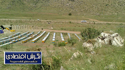 مزایای سرشماری کلنی‌های زنبور عسل برای زنبورداران یزدی/ از بیمه تا تسهیلات و نهاده‌های دولتی