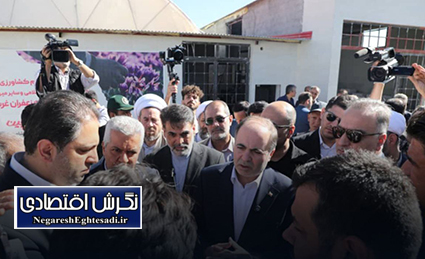 بازدید وزیر جهاد کشاورزی از مزرعه زعفران کبودرآهنگ و آغاز نمادین سال زراعی ۱۴۰۴-۱۴۰۵ در همدان