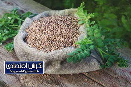 زنجان در رتبه چهارم کشت عدس کشور قرار گرفت