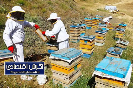 تولید ۹۵۵ تن عسل در شهرستان اسکو