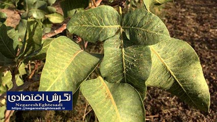 آفت‌کش گیاهی پسیل پسته جایگزینی کم‌خطر برای سموم شیمیایی است