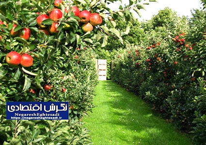 رشد ۲۶ درصدی تولید در باغات کشور