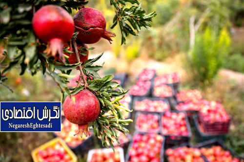 معاون وزیر جهاد کشاورزی: رشد ۶ درصدی تولیدات باغی کشور
