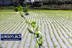 علف‌کش پروپانیل از فهرست سموم مجاز ایران حذف شد