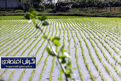 علف‌کش پروپانیل از فهرست سموم مجاز ایران حذف شد