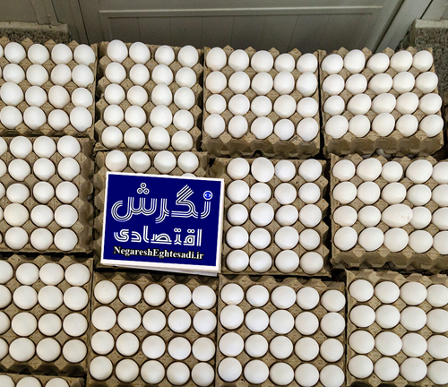ایران رتبه هشتم تولید تخم مرغ جهان/ قیمت تخم مرغ در نیمه دوم سال متعادل می‌شود