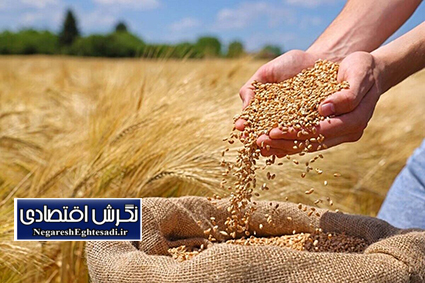 بذر نیازمند تحول دیجیتال/ آمار دقیق از بذر گواهی شده نداریم