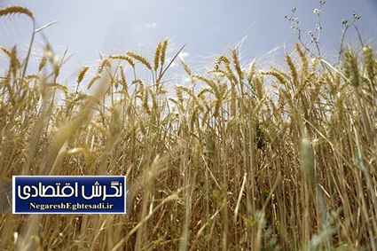 امروز قیمت خرید تضمینی گندم تعیین می‌شود