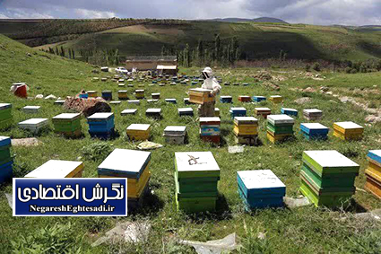 آغاز سرشماری زنبورستان‌های گیلان/ زنبورداران همکاری کنند