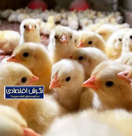 تداوم تولید مرغ گوشتی در زنجان