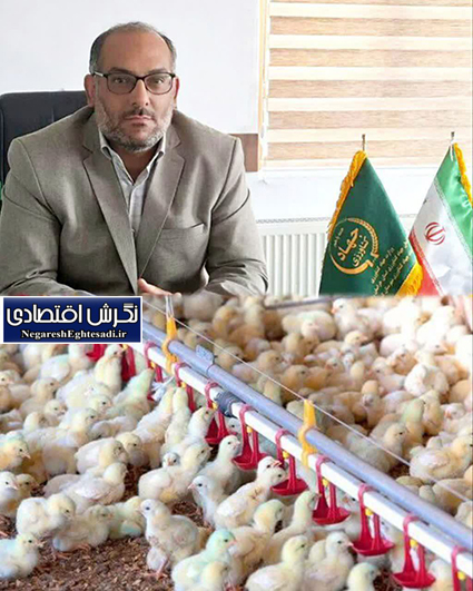 افزایش ۳۵ درصدی تولید گوشت سفید در کوهسرخ با افتتاح واحدهای جدید مرغداری