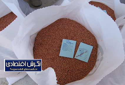 آغاز توزیع بذر اصلاح‌شده گندم و جو در قزوین برای سال زراعی ۱۴۰۴-۱۴۰۵