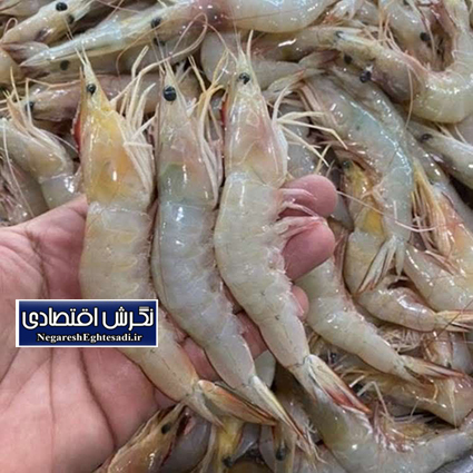 آغاز فصل صید میگو در هرمزگان با مشارکت بیش از ۲۰۰ شناور صیادی